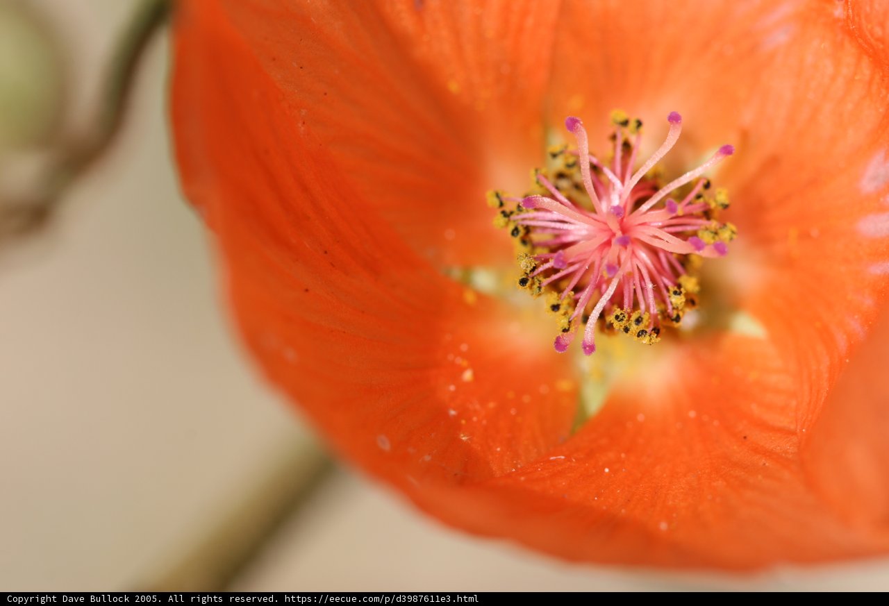 Vibrant Orange Geranium Flower with Pollen-Filled Anthers