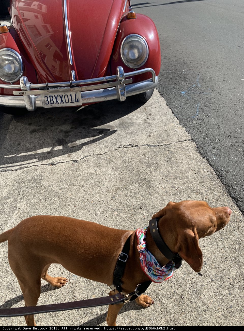 The Stylish Canine Cruiser