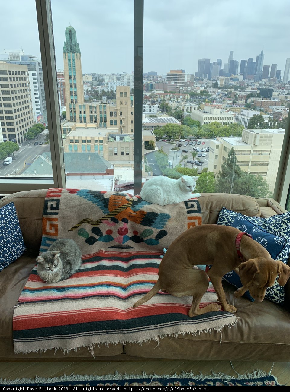 Couch Companions