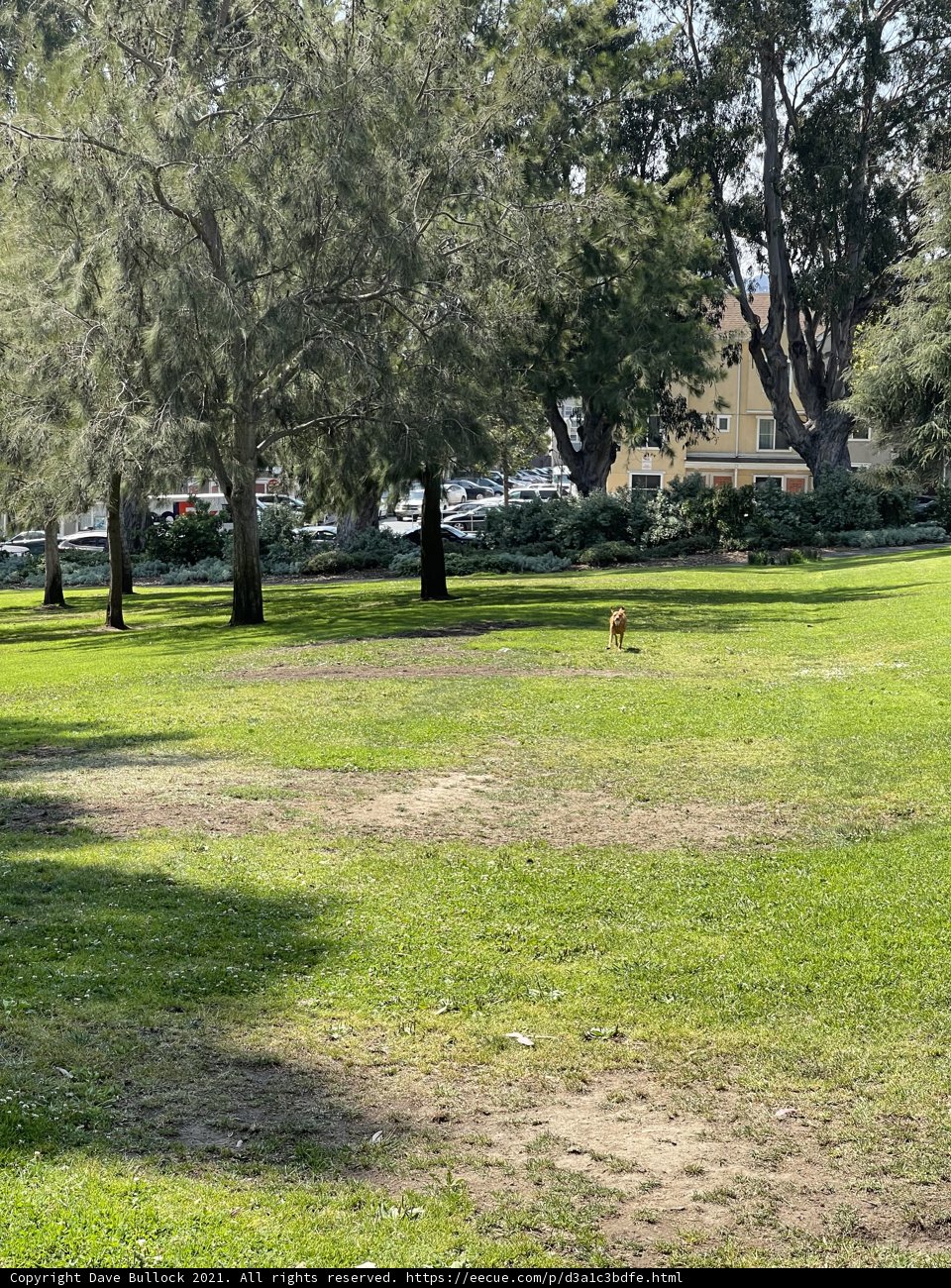 A Happy Pup in Jefferson Square Park
