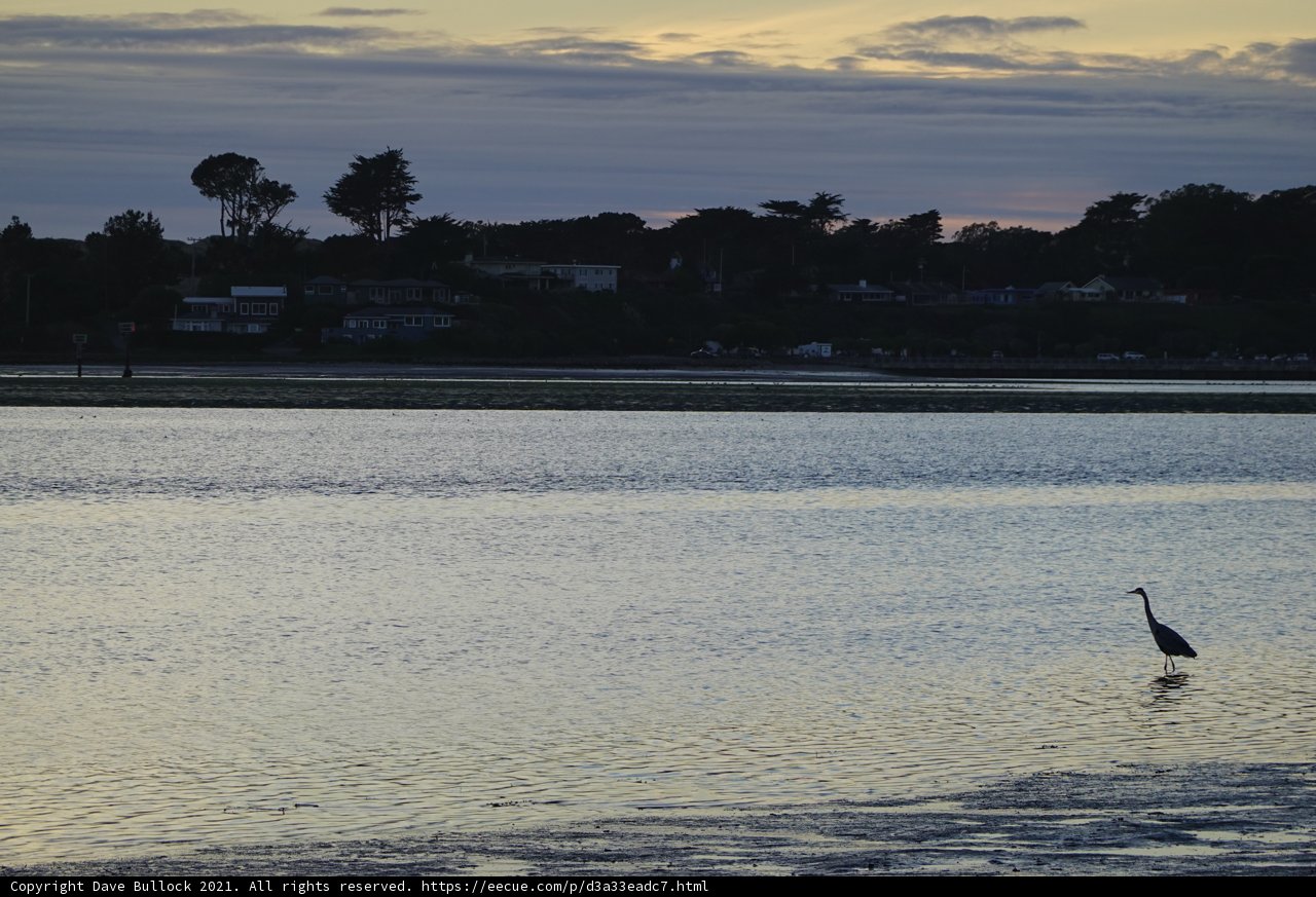 Sunset Silhouette: Graceful Bird in the Water