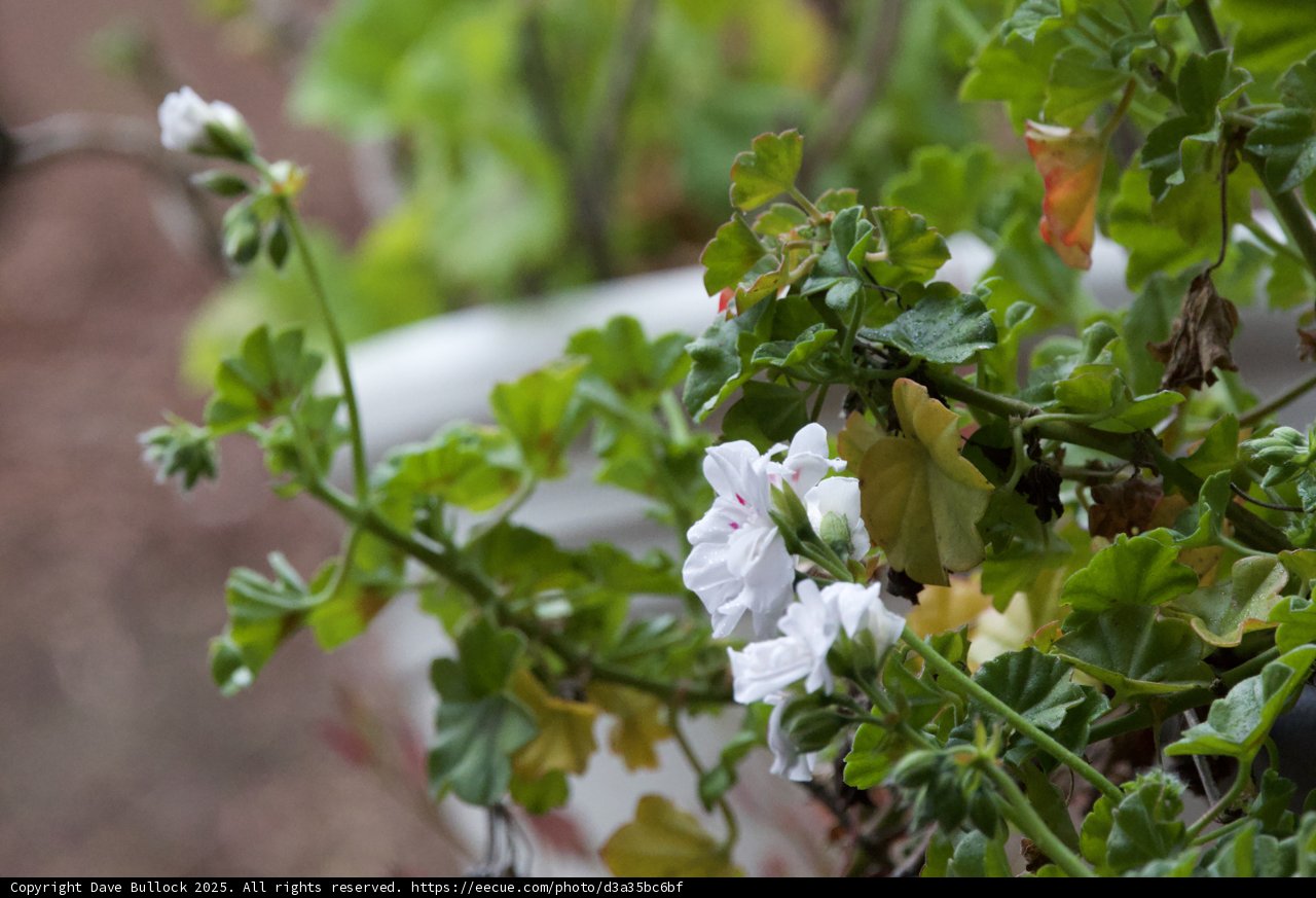 Geranium Grace