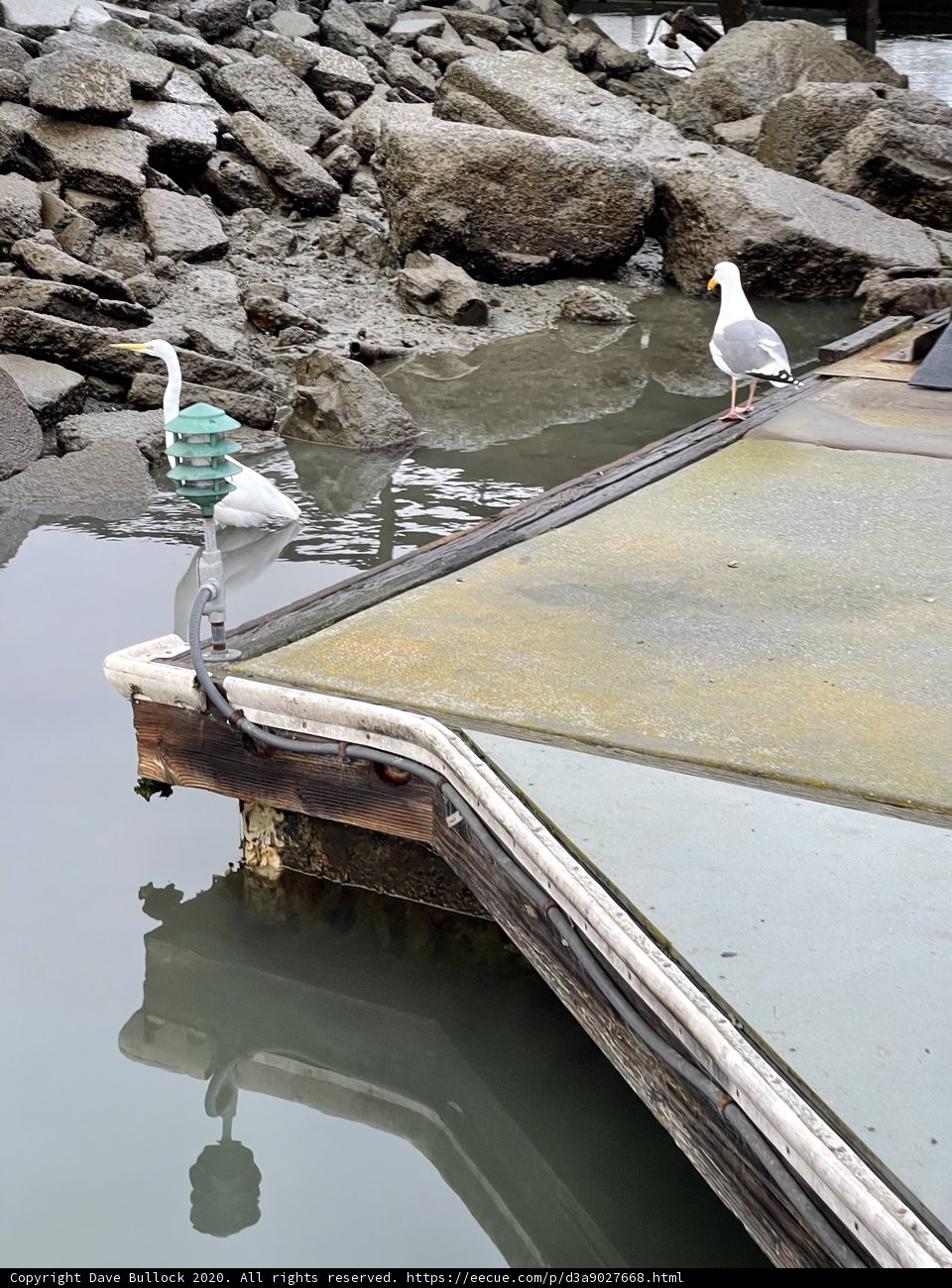 Seagull Serenity