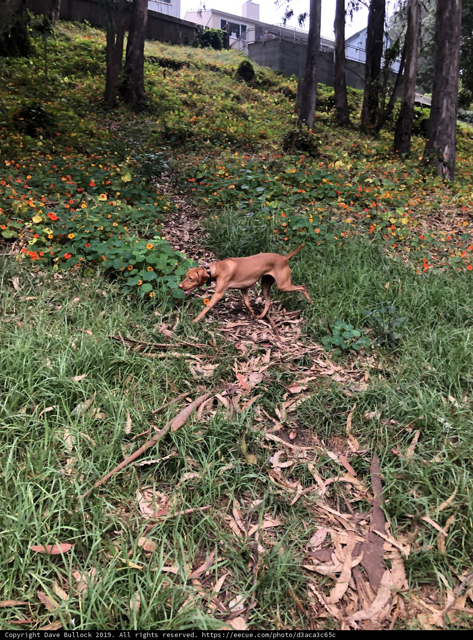 Puppy in a Flower Field