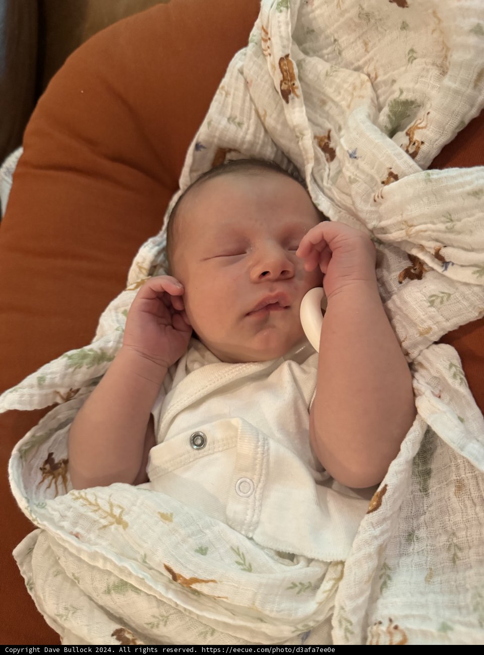 Newborn Dreams