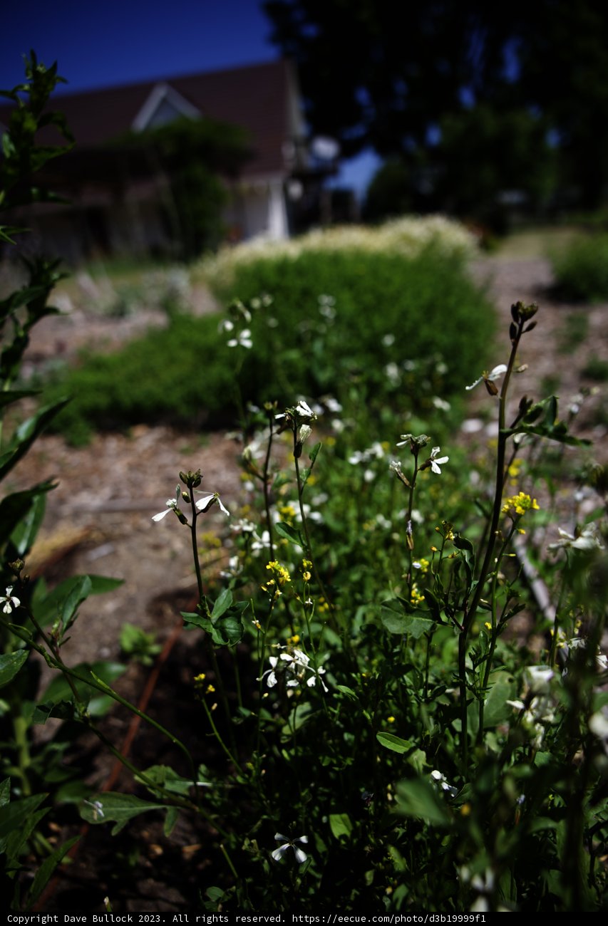 Enchanting White Garden of 2023