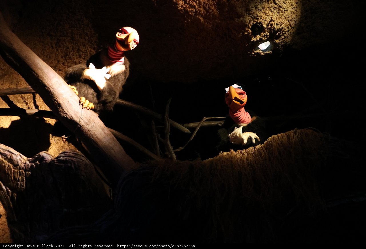 Stuffed Birds Take Refuge in the Dark