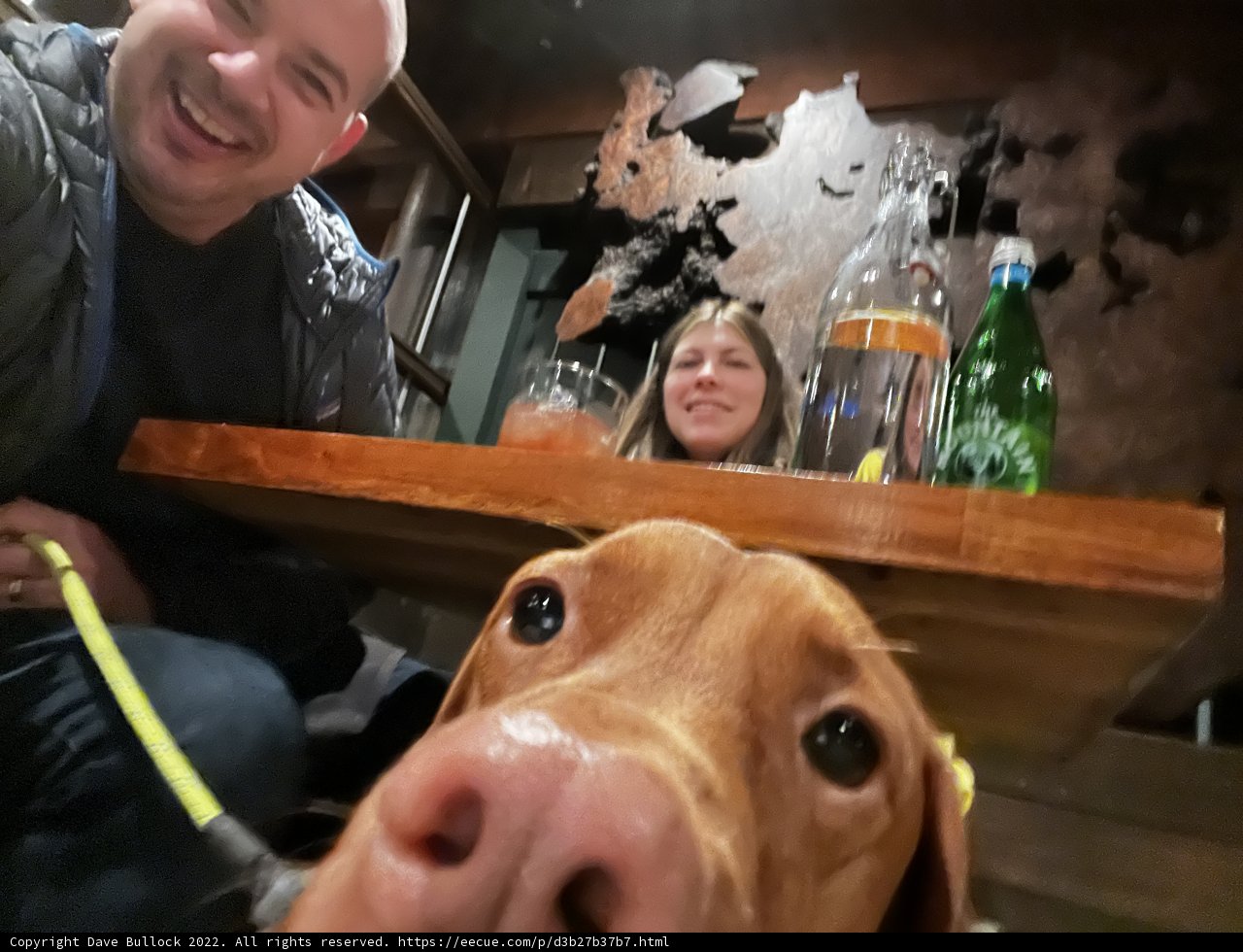 An Evening at the Pub with Fur Friends