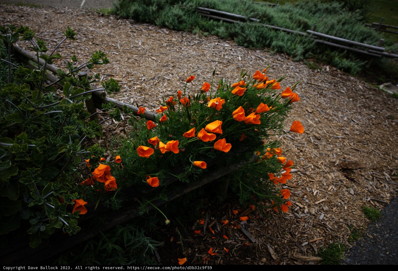 Blooming Bench in the Botanical Garden
