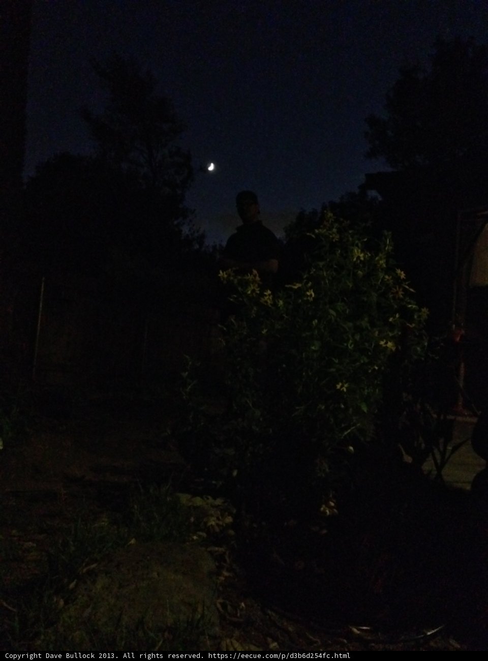 Moonlit Night