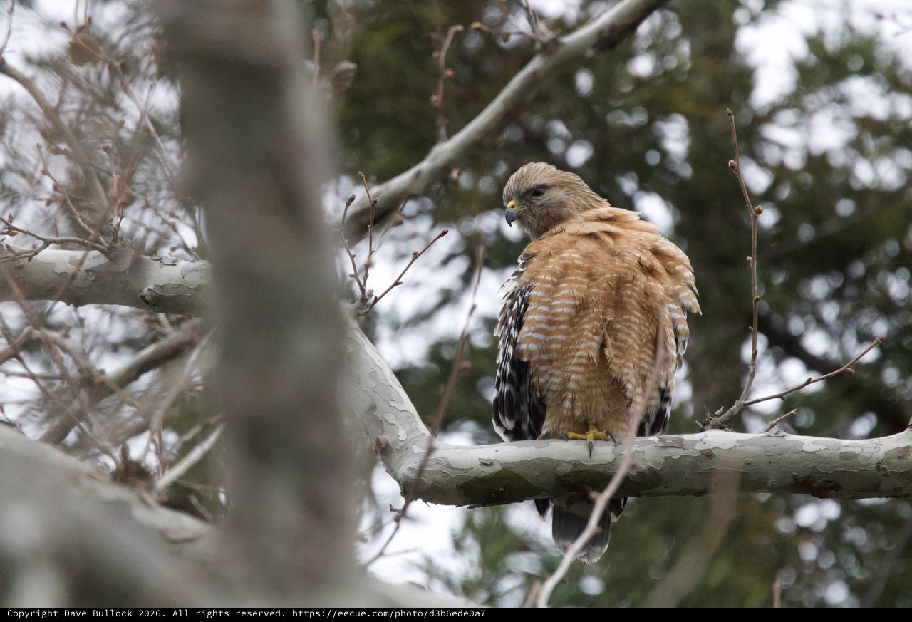 Red-shouldered Hawk Perched on Winter Branch