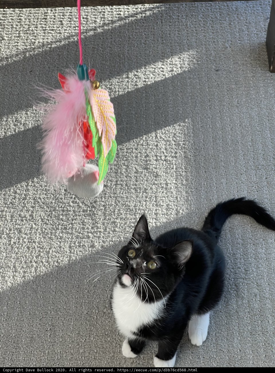 Curious Manx Cat Playing with Toy on String