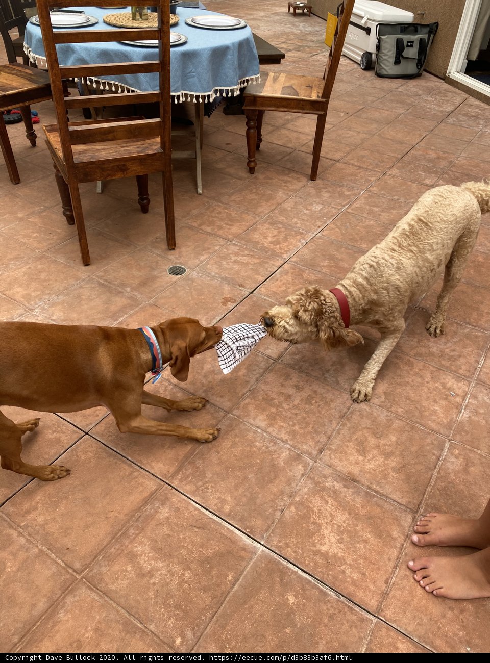 Playful Pups with a Frisbee on the Deck