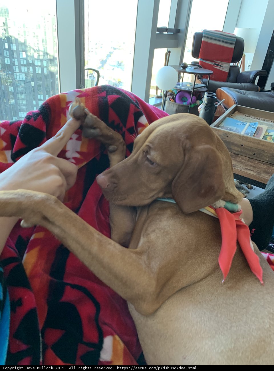 A Hound's Lap of Luxury