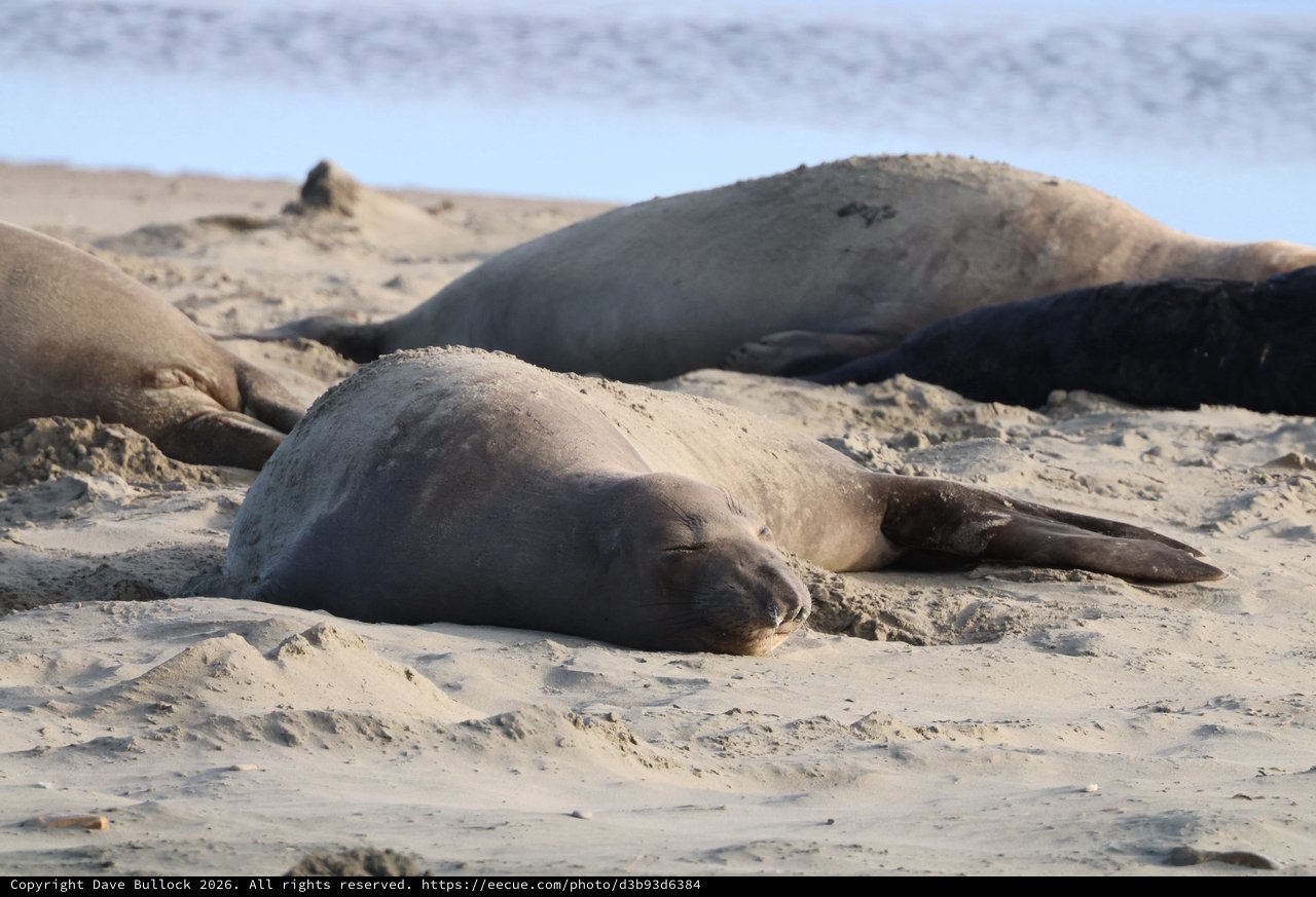 Elephant Seal Resting on Sandy Beach at Drakes Beach