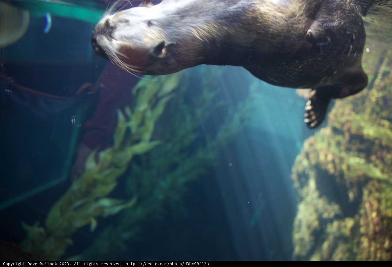Playful Encounter with a Sea Otter in Monterey Bay