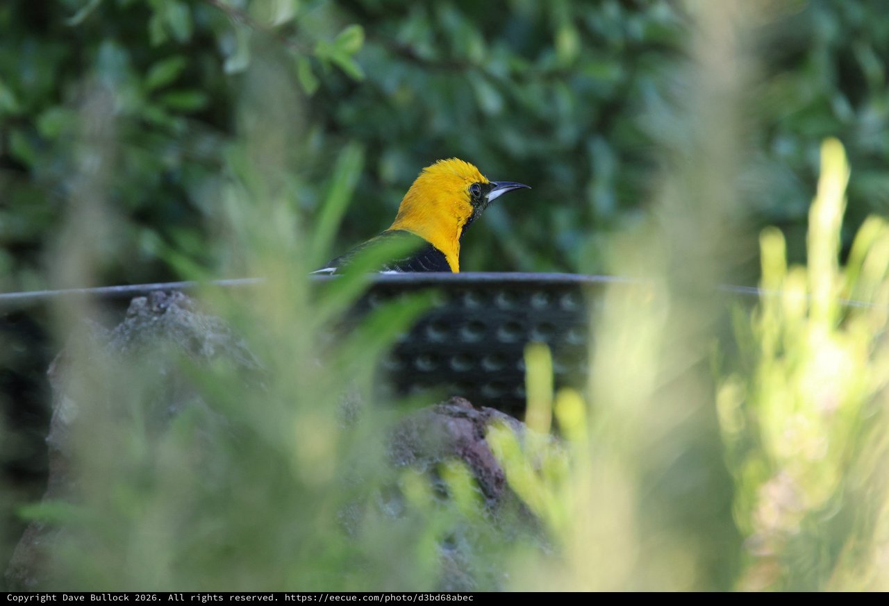Hooded Oriole Perched at Garden Bird Bath
