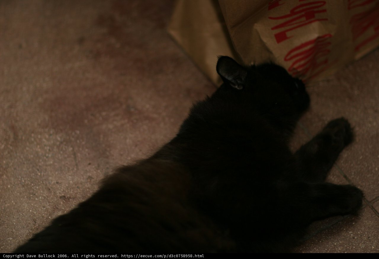 Lazy Caturday
