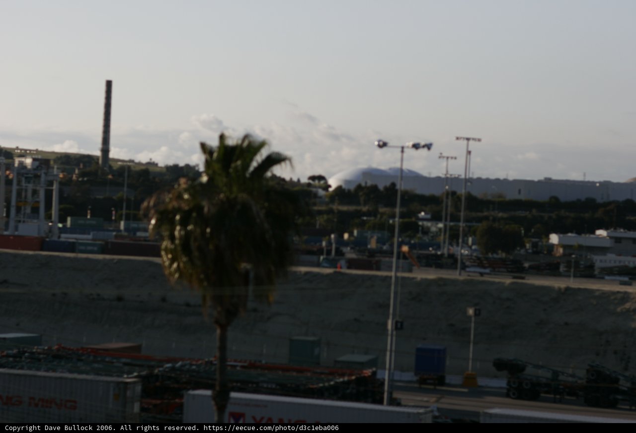 City Palm
