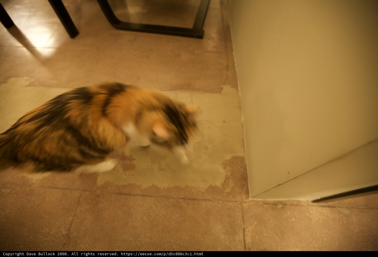 Feline Meets Hardwood