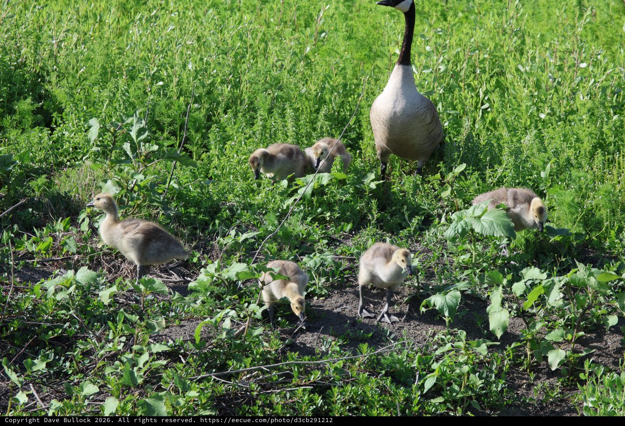 Canada Goose Family Foraging in Wetland Grassland
