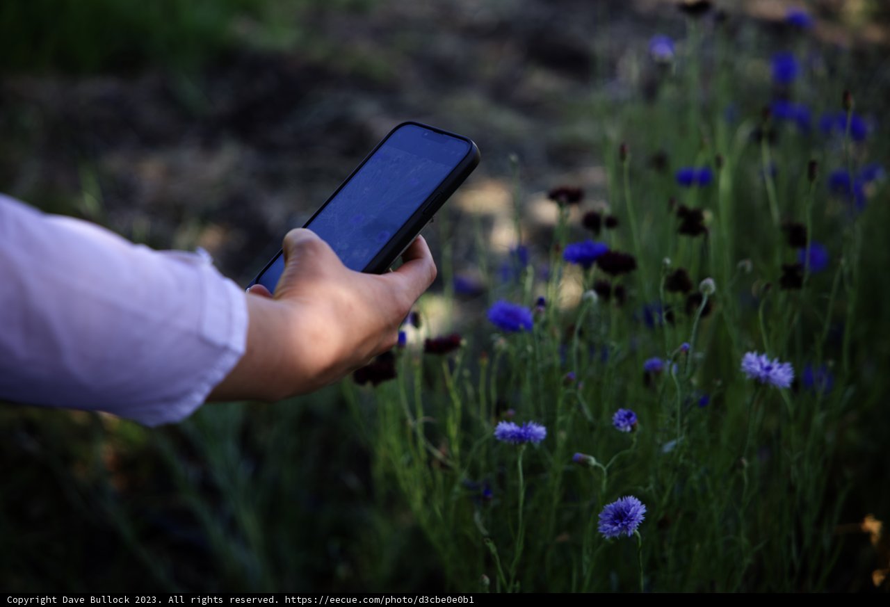 Capturing Nature's Beauty