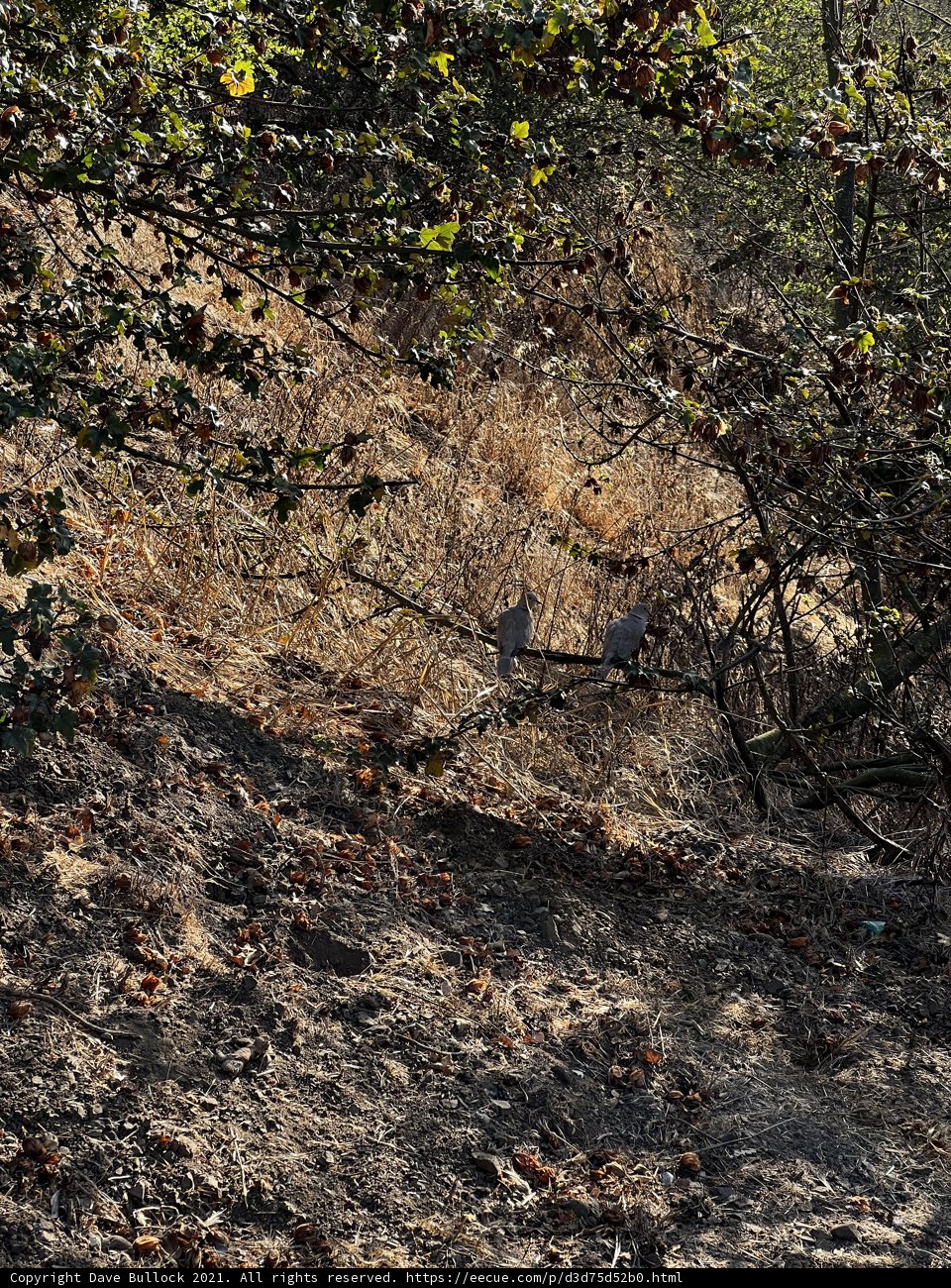 Two Birds on a Tree Branch