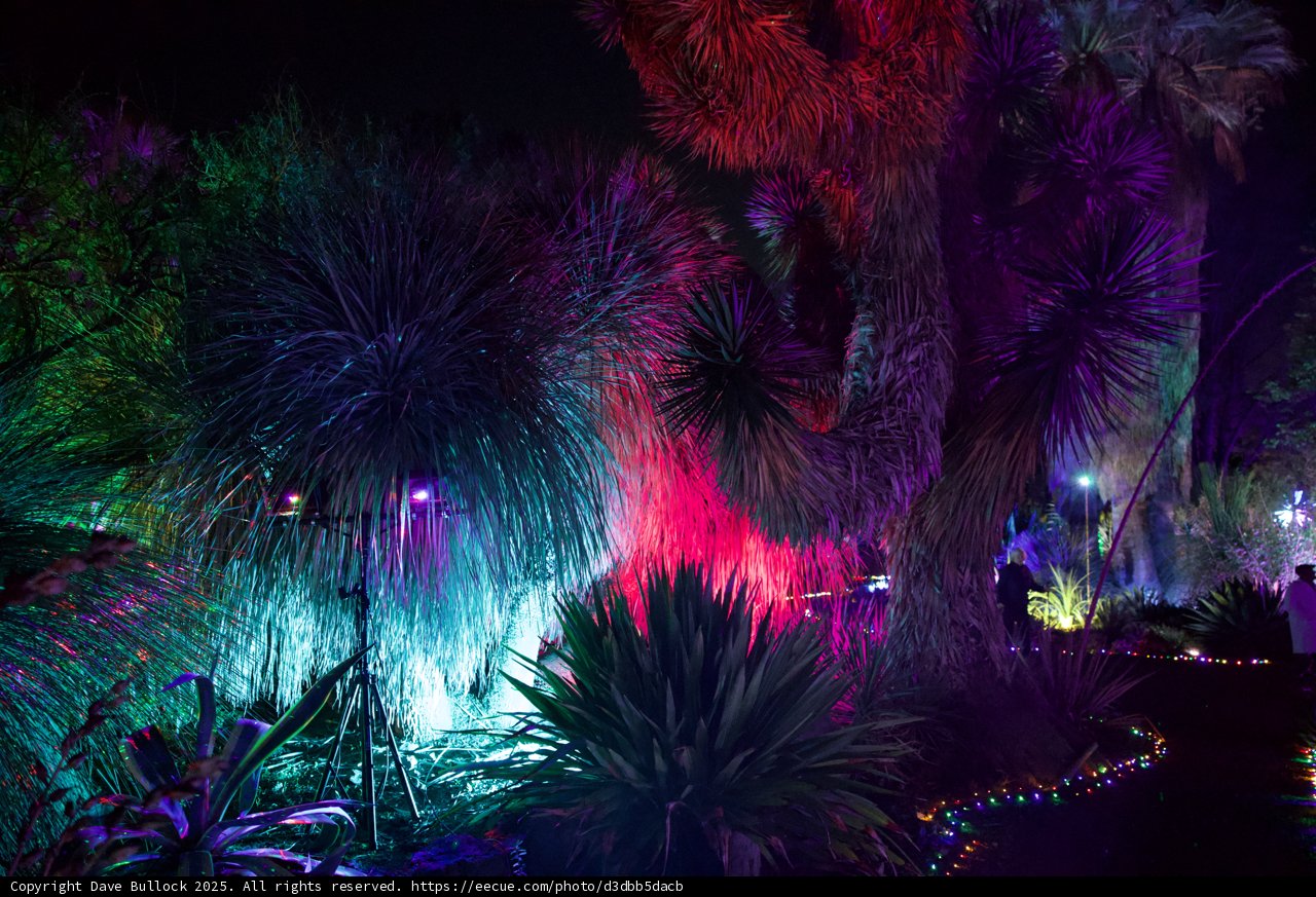 Luminous Night in Nature's Embrace