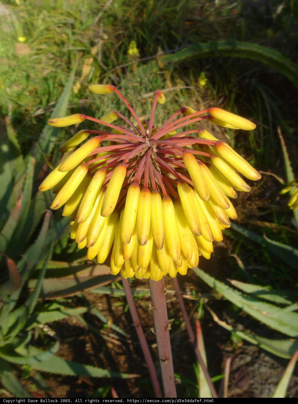 Vibrant Yellow Flower with Red Stems