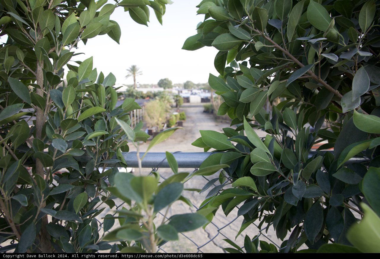 Verdant Views at Coachella 2024