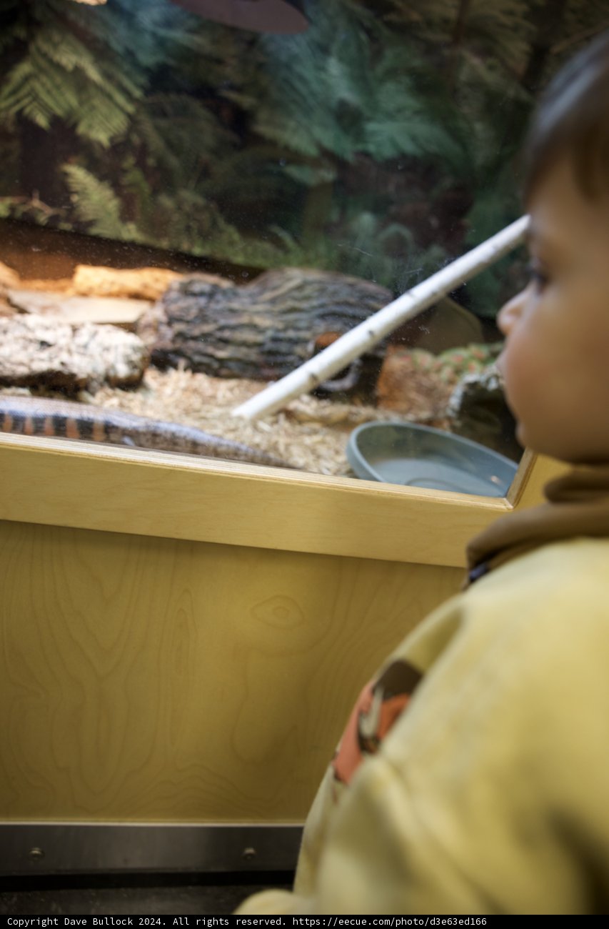 Childlike Wonder: Encounter with a Serpent