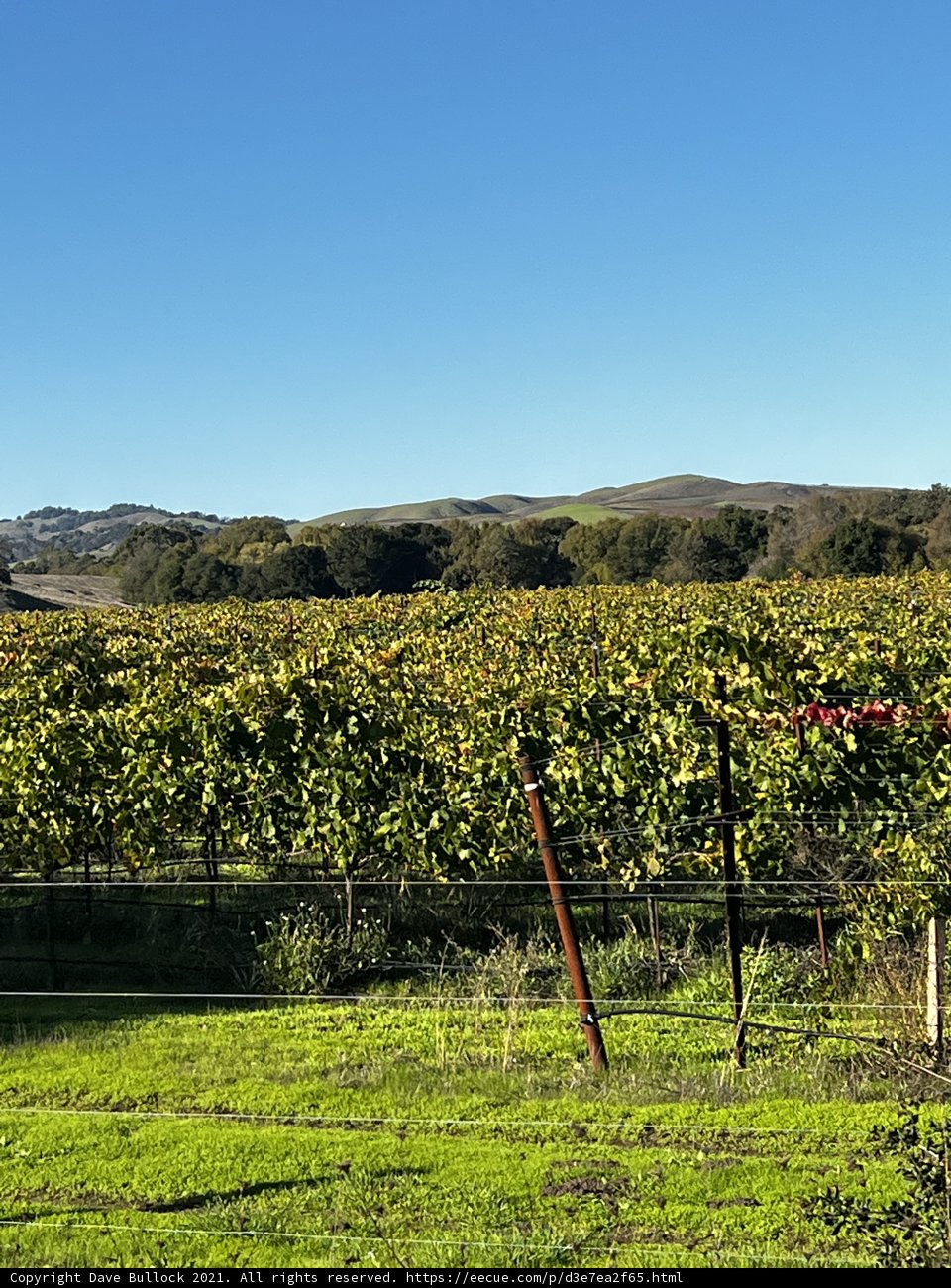 A Serene View of Napa Valley Vineyard