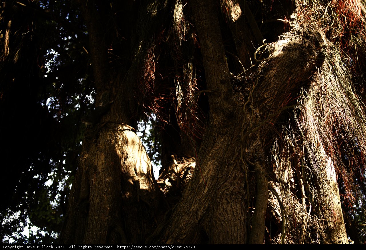 Colossal Titan in Golden Gate Park
