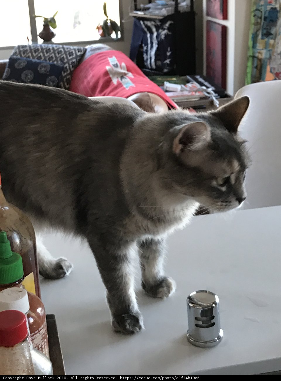 Curious Cat on Table