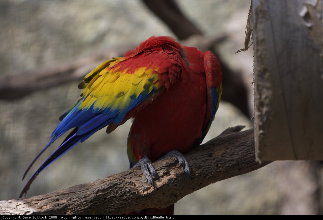 Colorful Macaw on a Branch