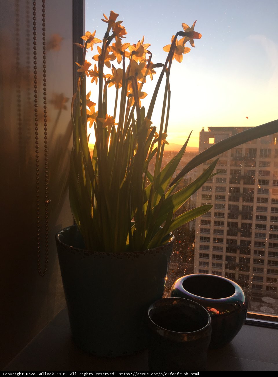 Sunset Flowers on a Windowsill