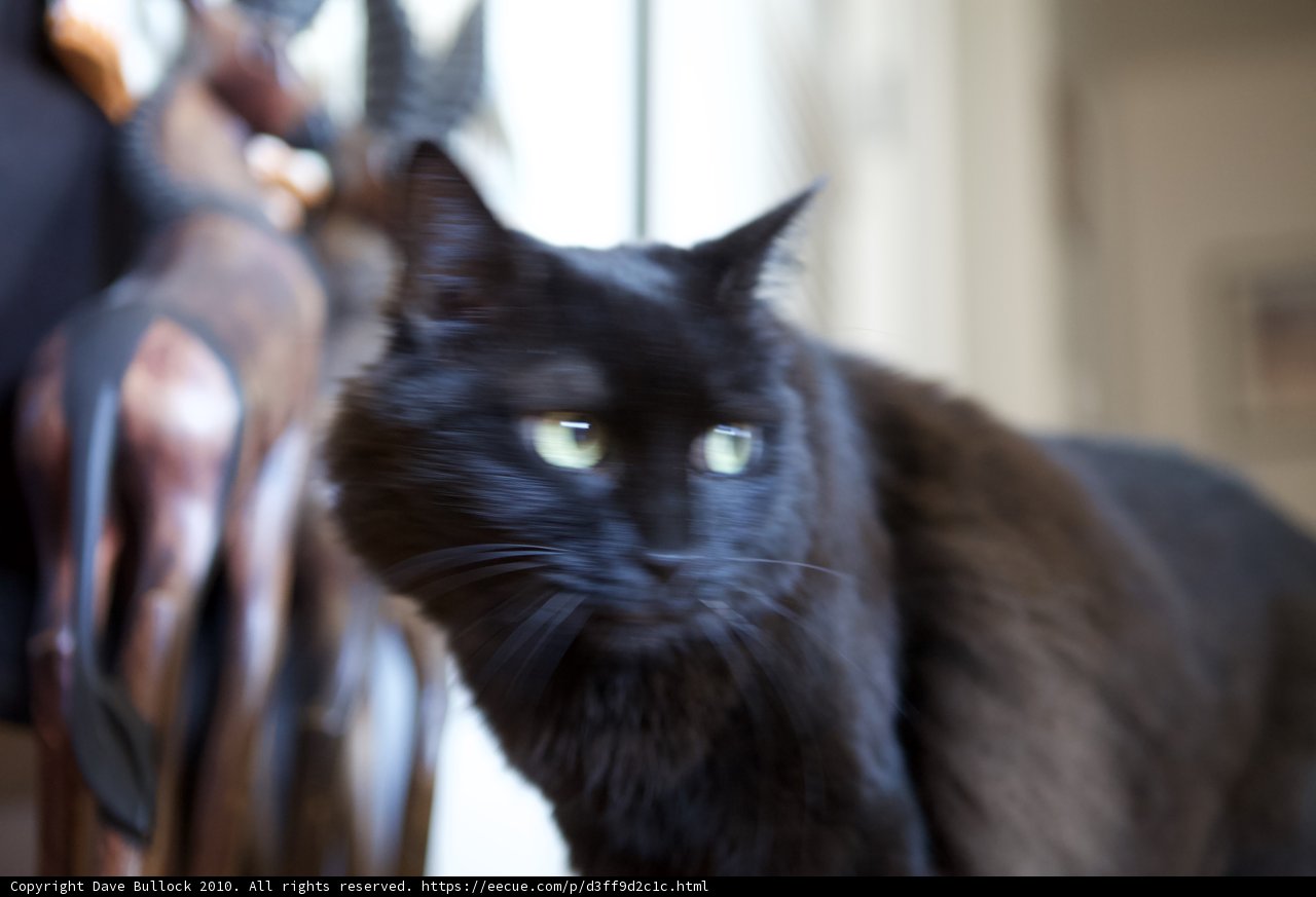 Festive Feline