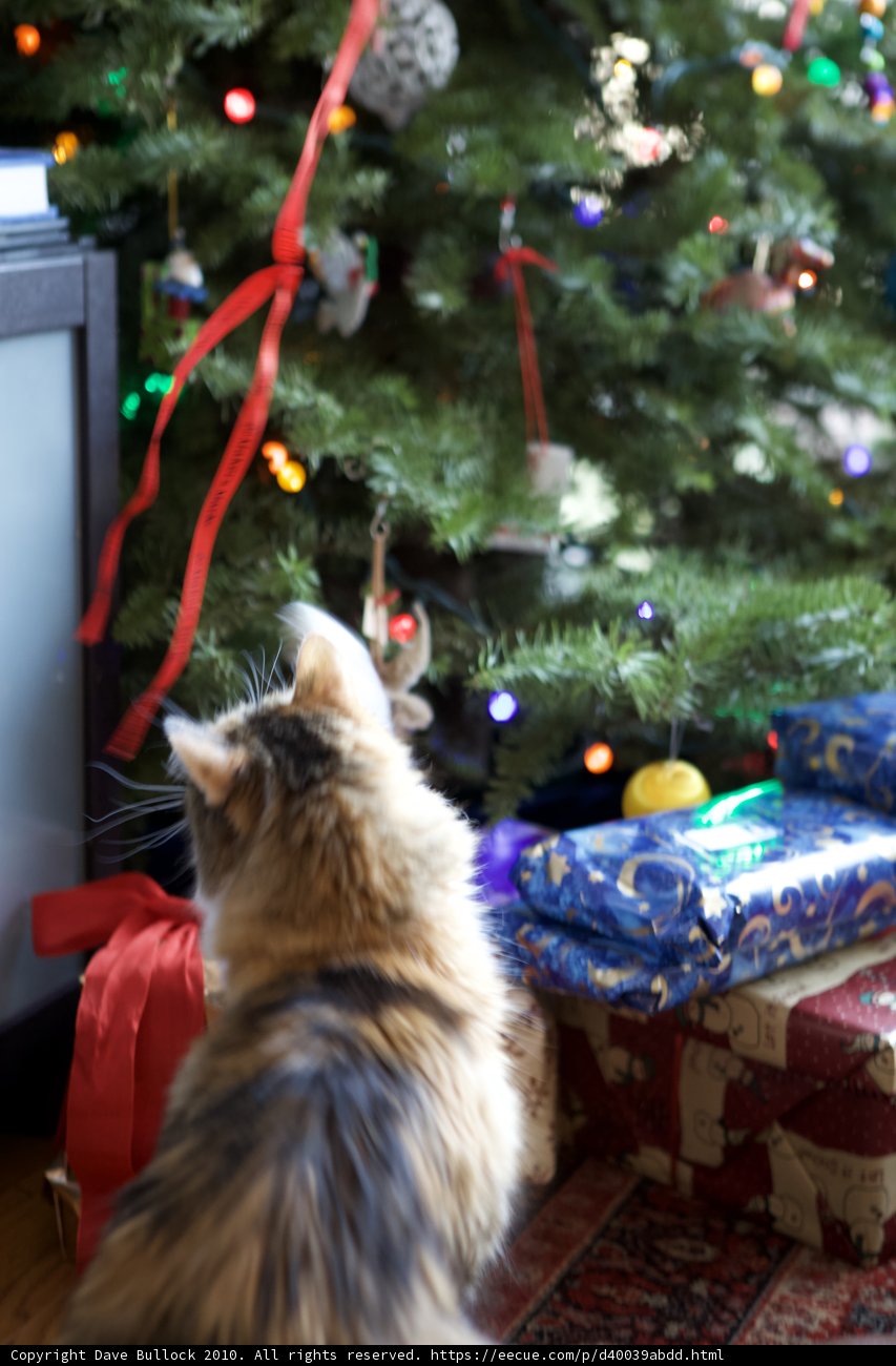 Feline Festivities