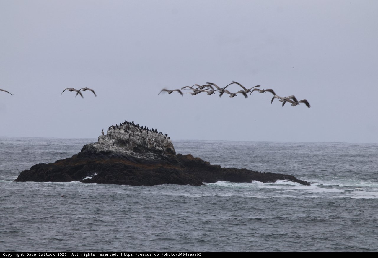 Pelicans in Flight Over Rocky Ocean Outcrop