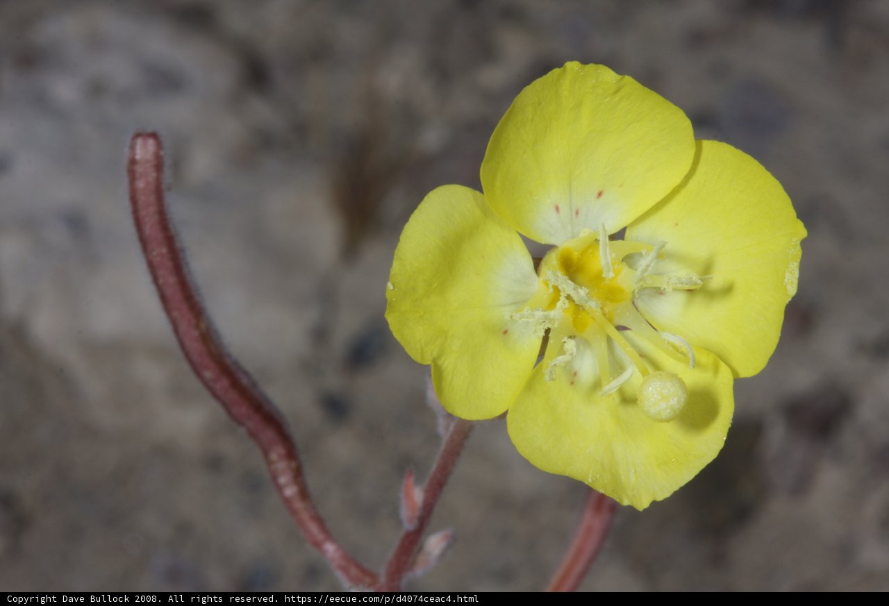 Desert Blooms