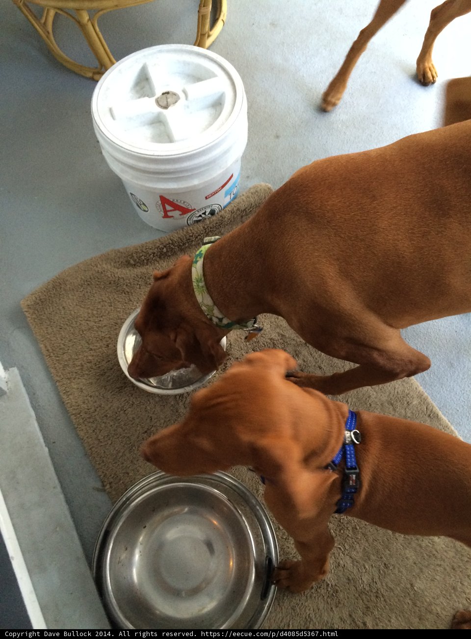 Cute Canine Companions