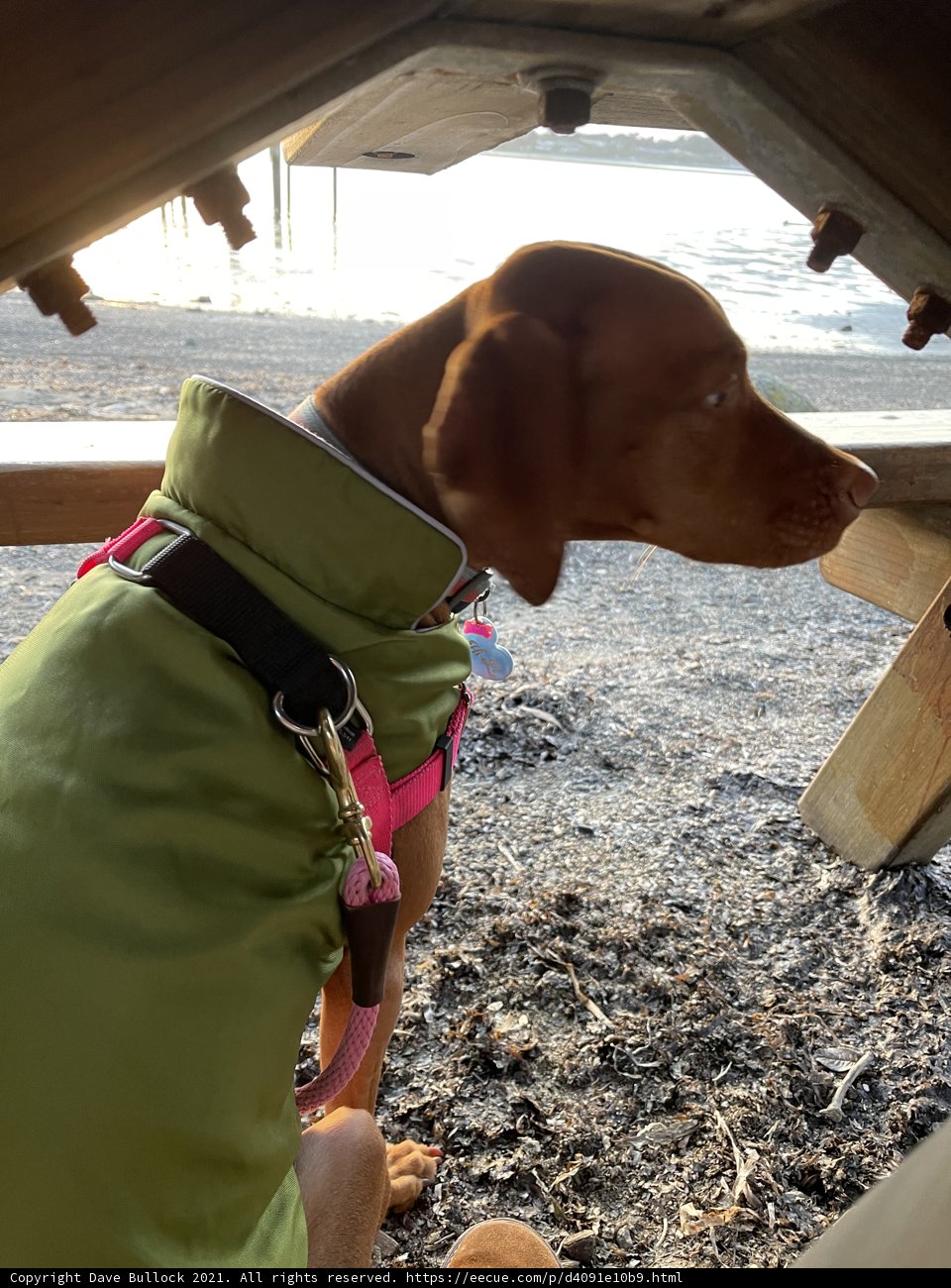 Green Jacketed Pup