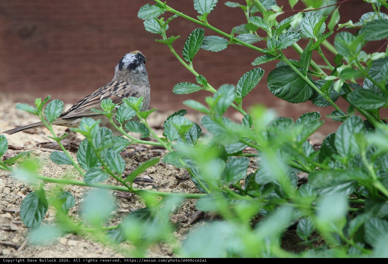 House Sparrow Foraging Among Green Foliage