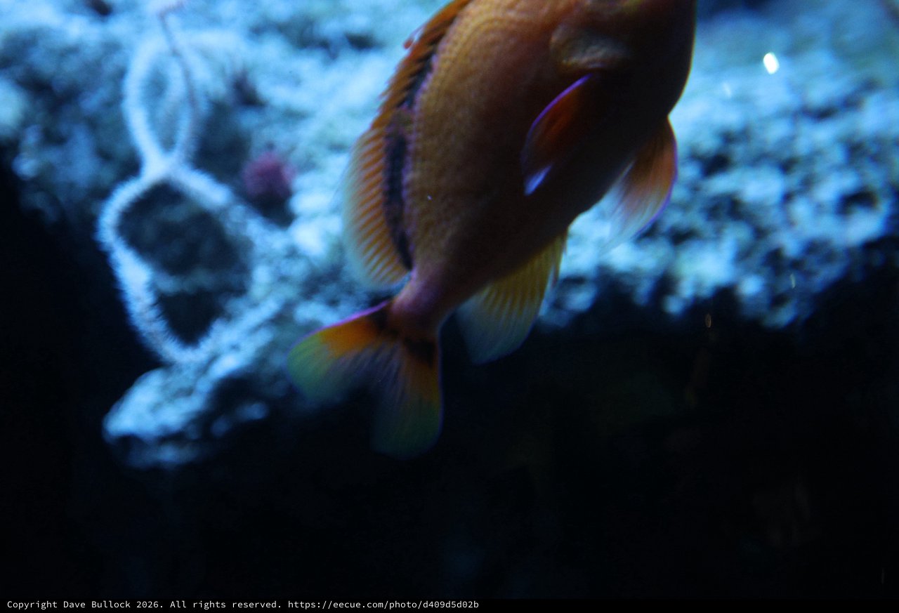 Vibrant Tropical Fish Swimming Among Coral Reef