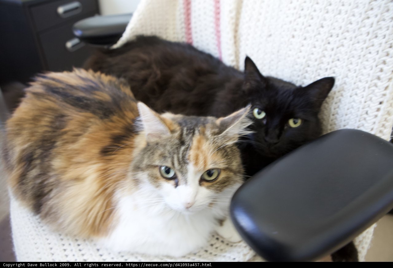 Feline Furniture Friends