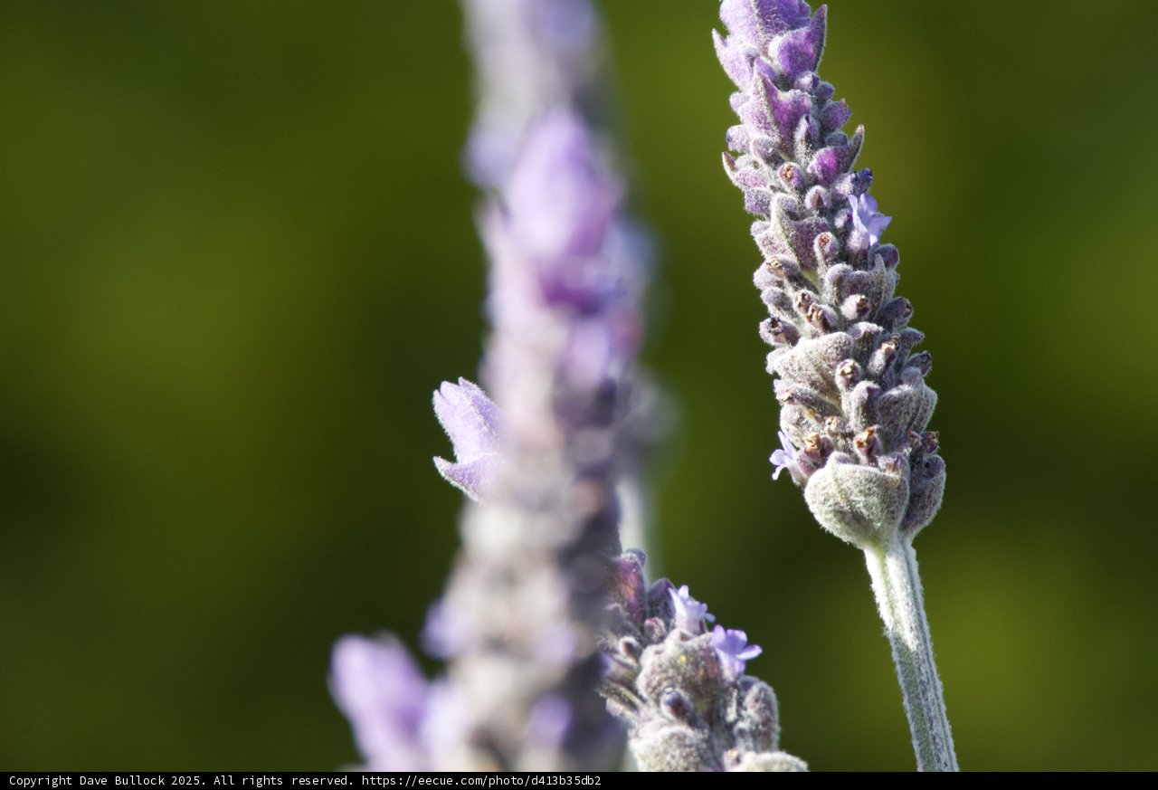 Lavender Bliss
