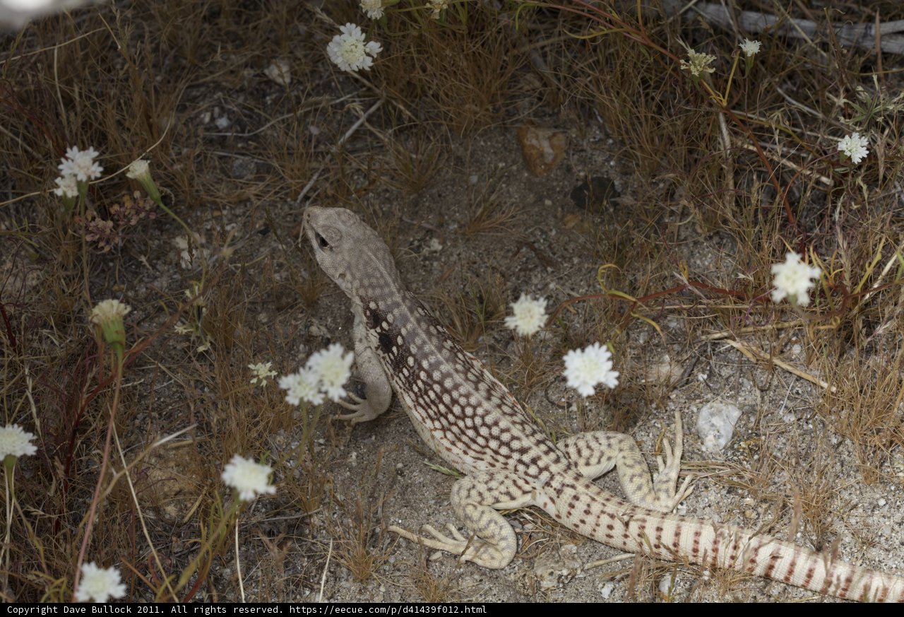 Lizard Among the Flowers