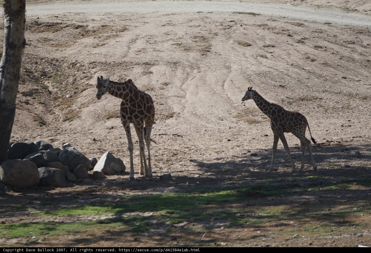 Two Majestic Giraffes Grazing in the Field