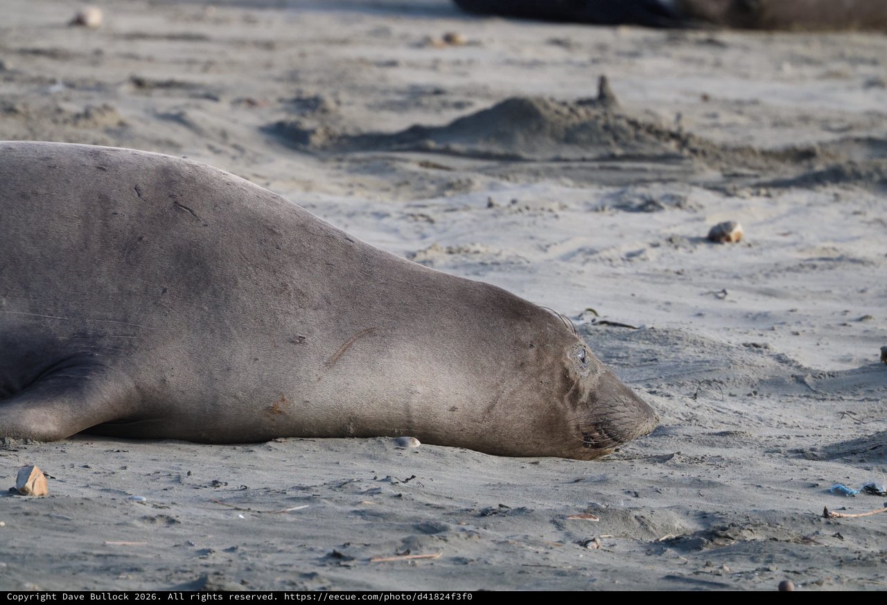 Elephant Seal Resting on Sandy Beach at Drakes Beach