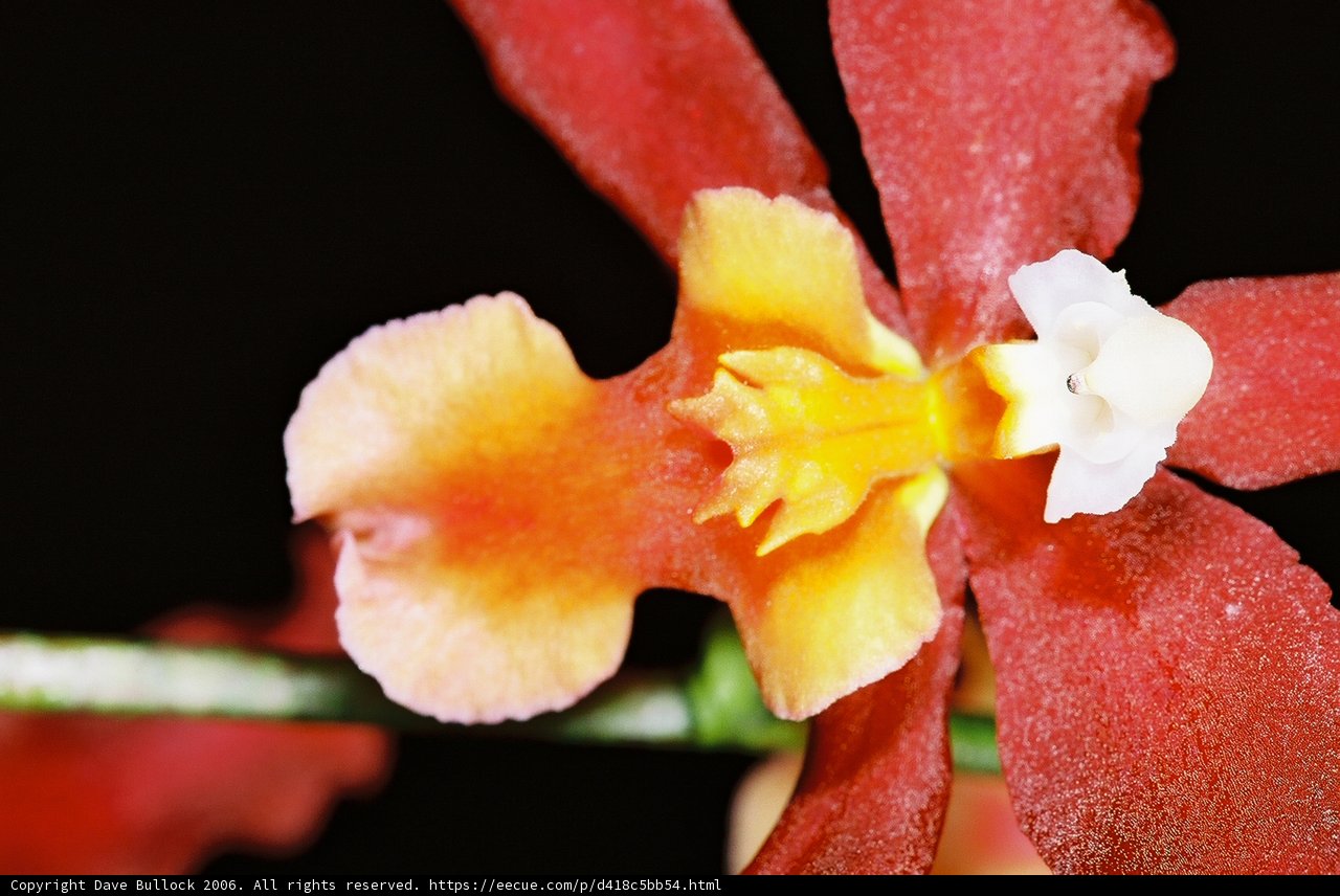 Vibrant Begonia Flower